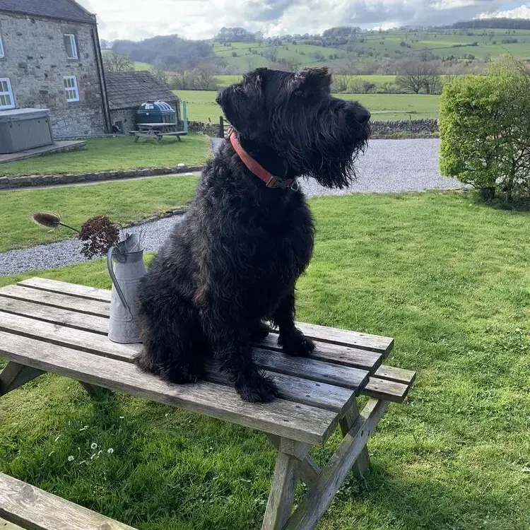 Schnauzer (Miniature)