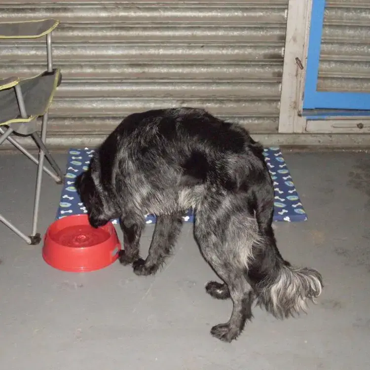 Border Collie