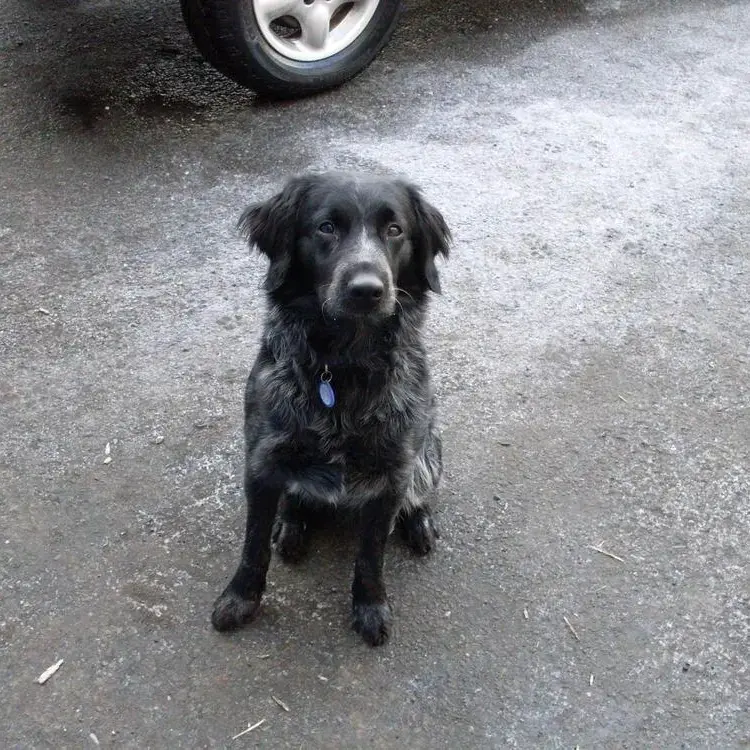 Border Collie