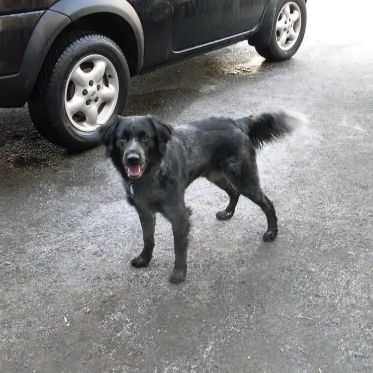 Border Collie