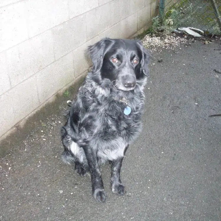 Border Collie