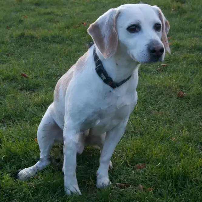Beagle
