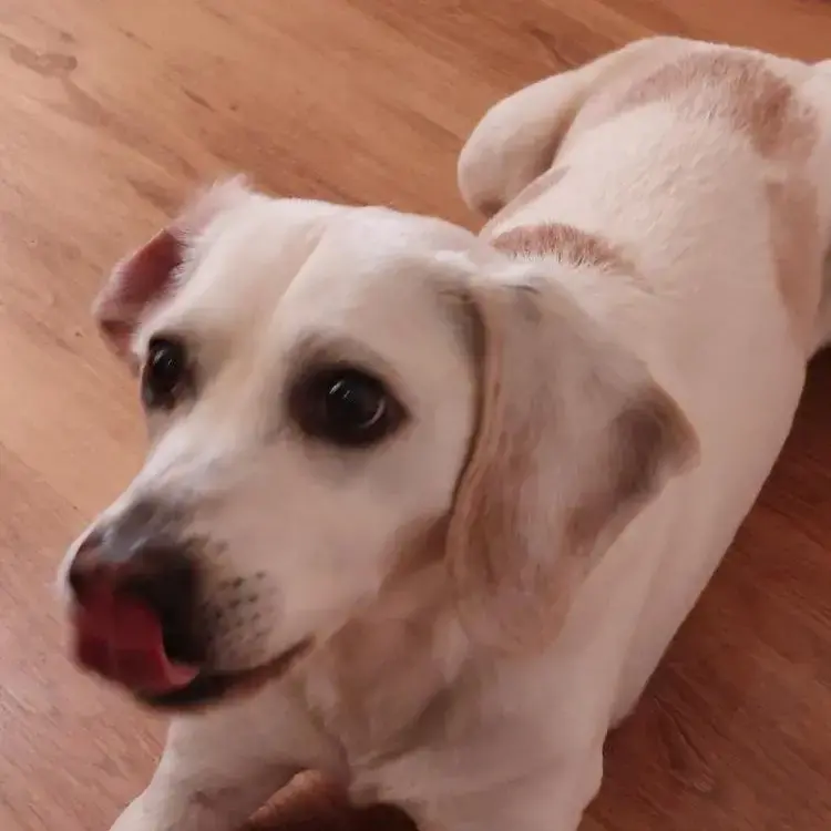 Beagle