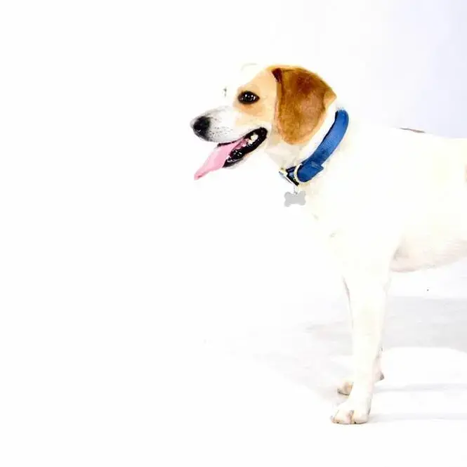 Beagle
