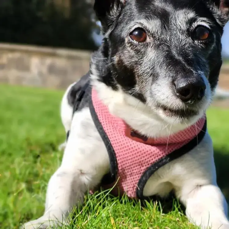 Jack Russell Terrier