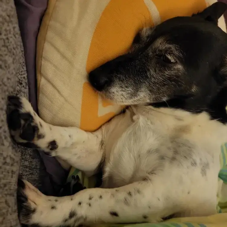 Jack Russell Terrier