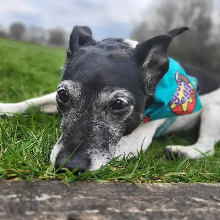 Jack Russell Terrier
