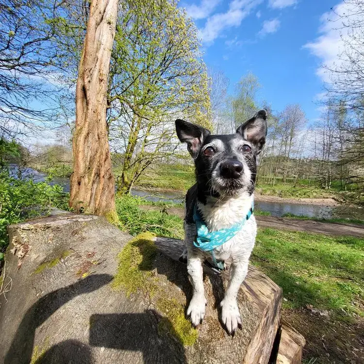 Jack Russell Terrier