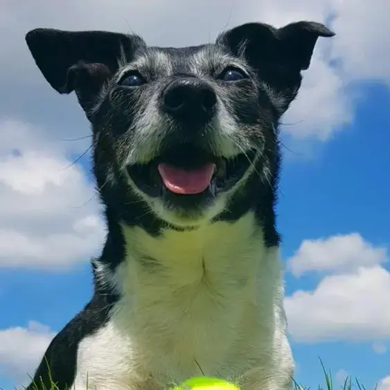Jack Russell Terrier