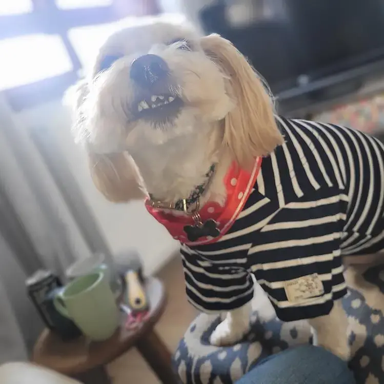 Poodle (Miniature)