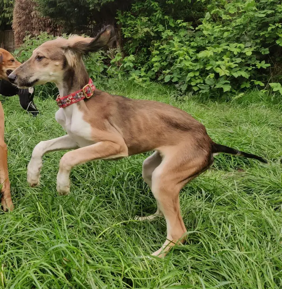 Saluki