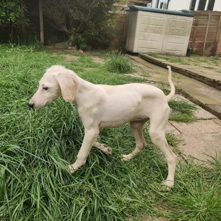 Saluki