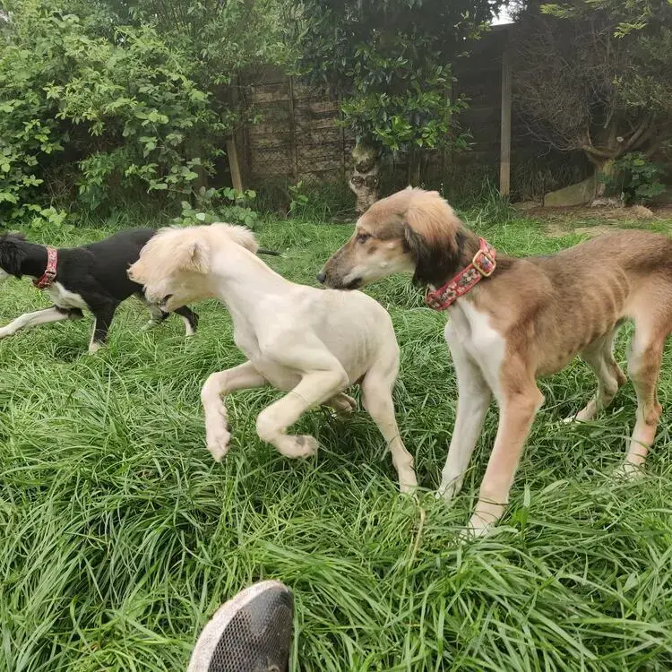 Saluki