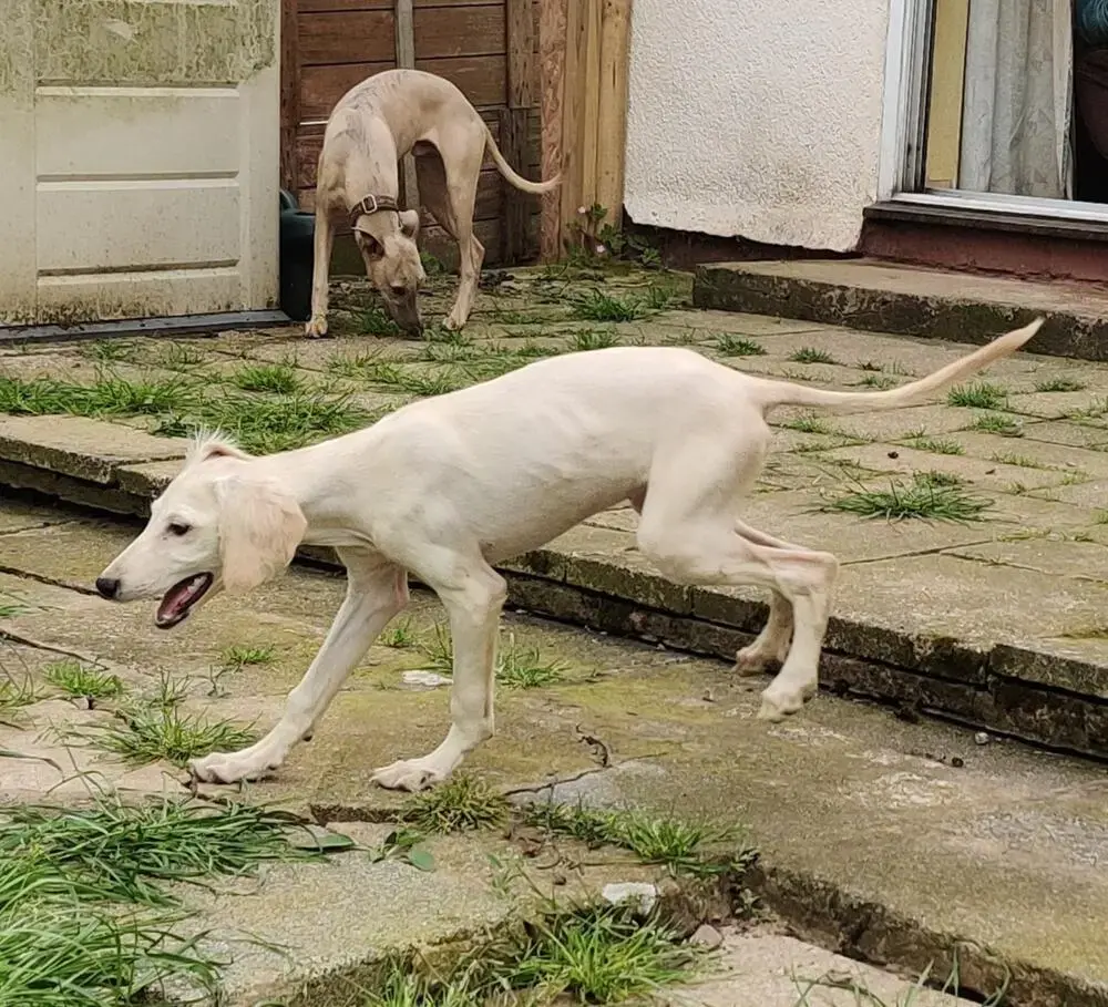 Saluki