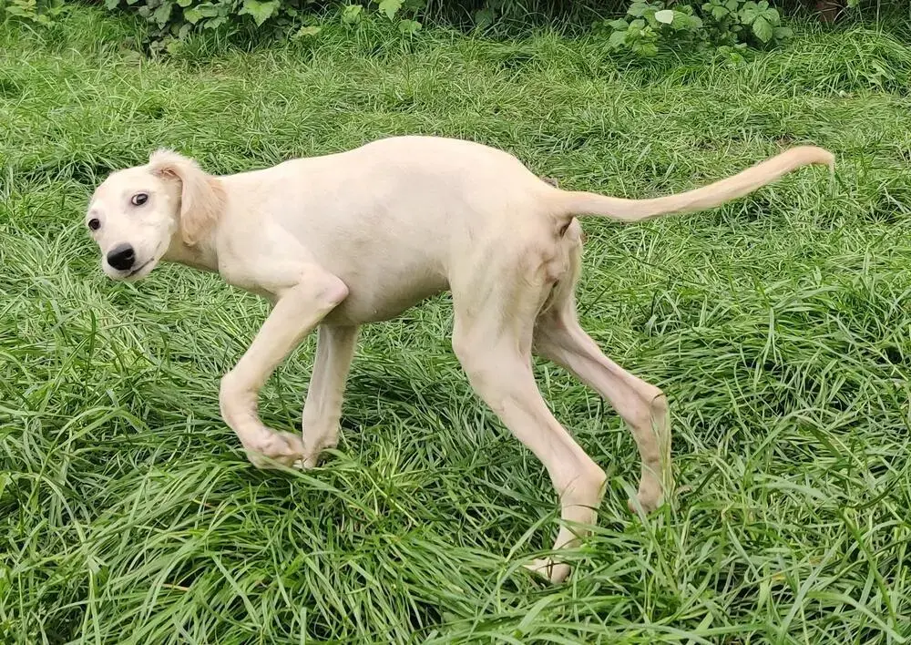 Saluki