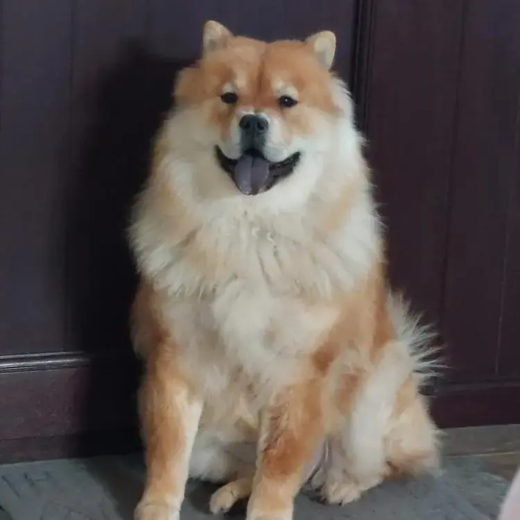 Chow Chow