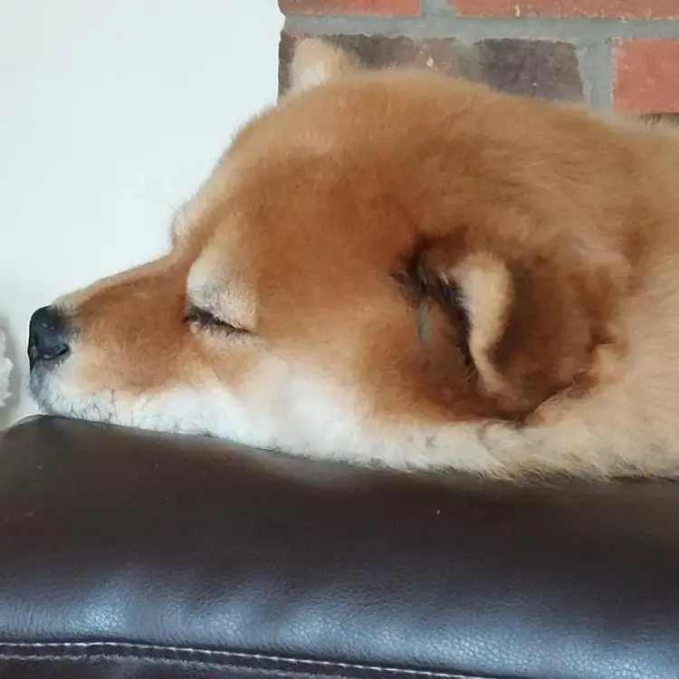 Chow Chow