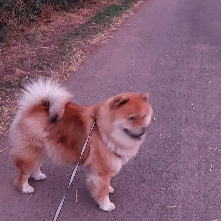 Chow Chow
