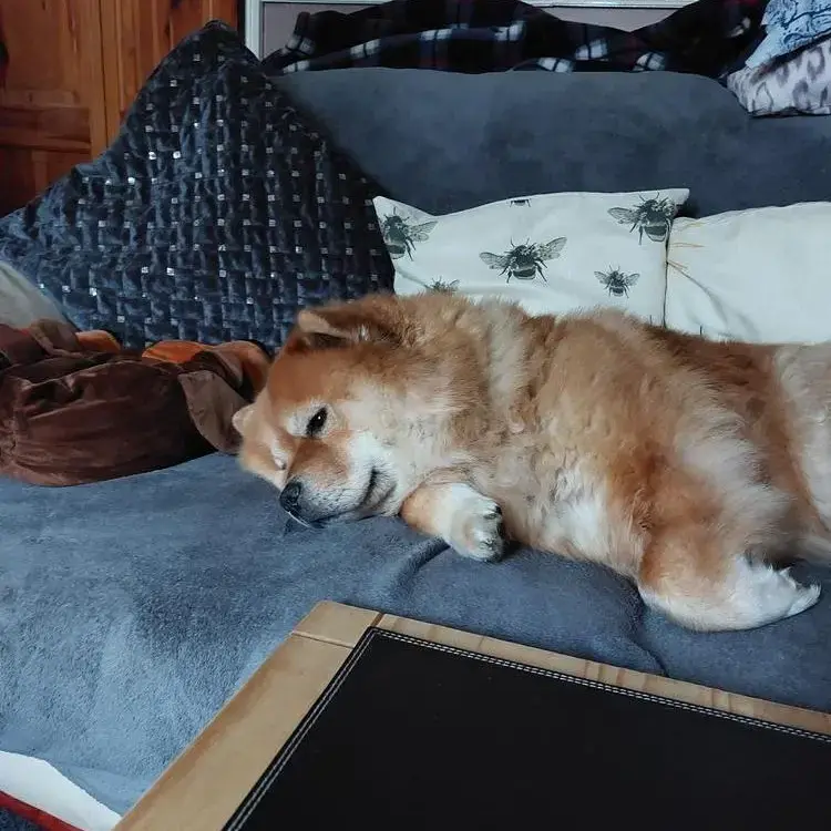 Chow Chow