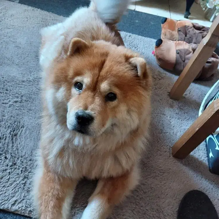 Chow Chow