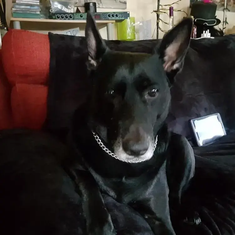 Labrador Retriever
