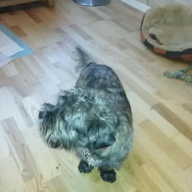 Shorkie