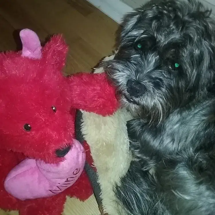Shorkie