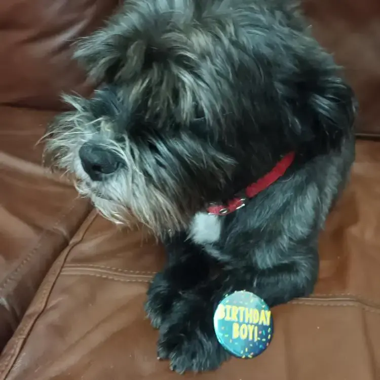 Shorkie