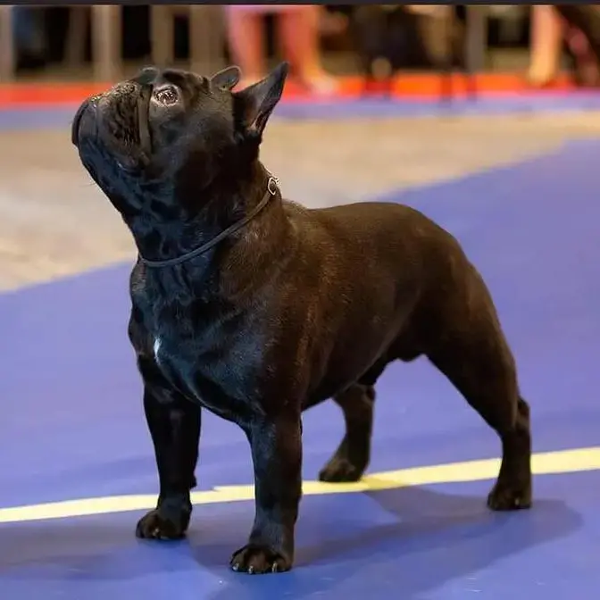 French Bulldog