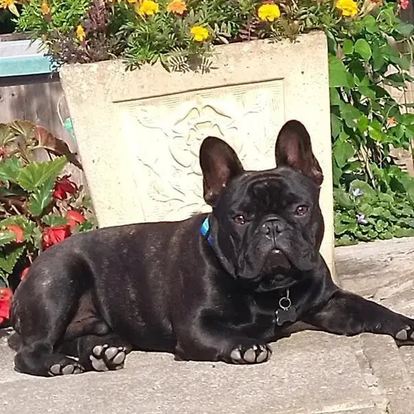 French Bulldog