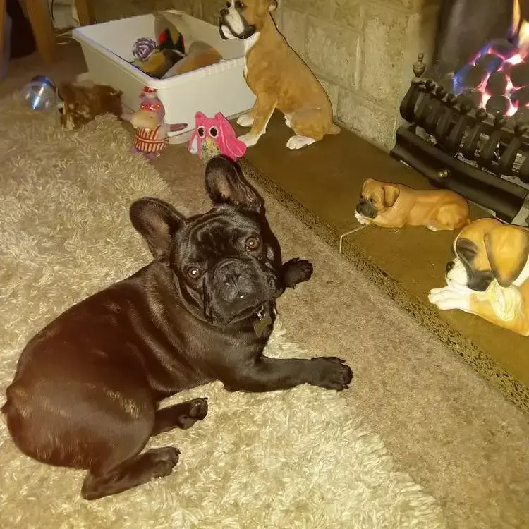 French Bulldog