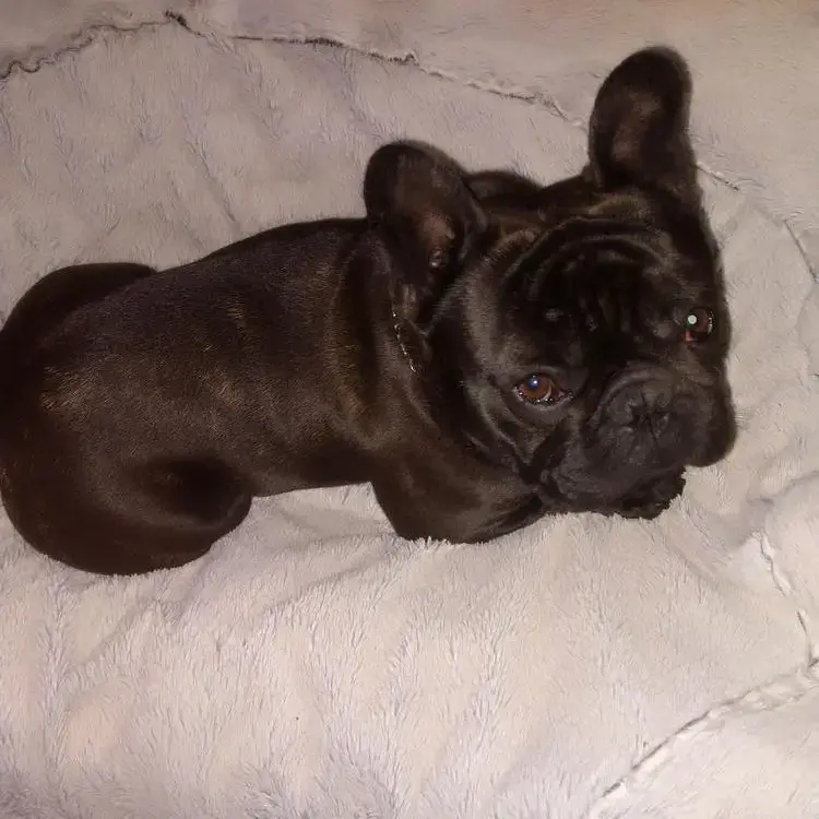 French Bulldog