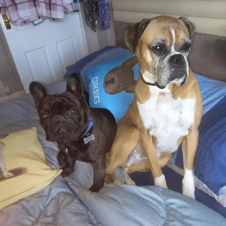 French Bulldog