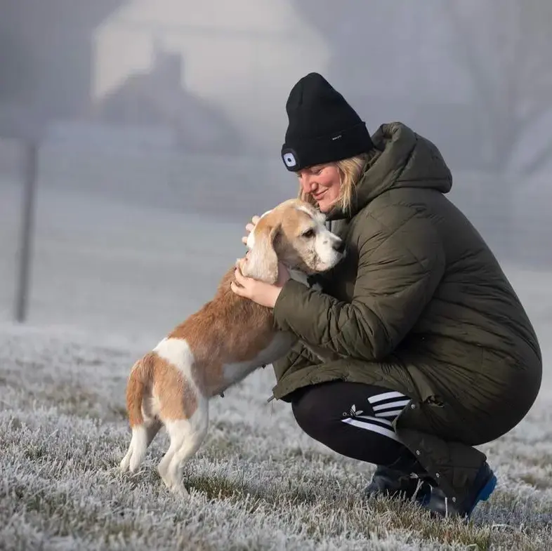 Beagle