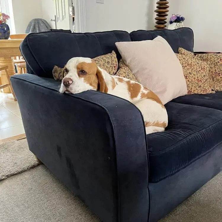Beagle