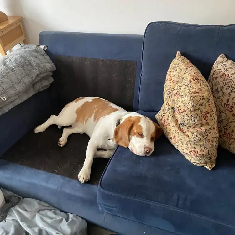 Beagle
