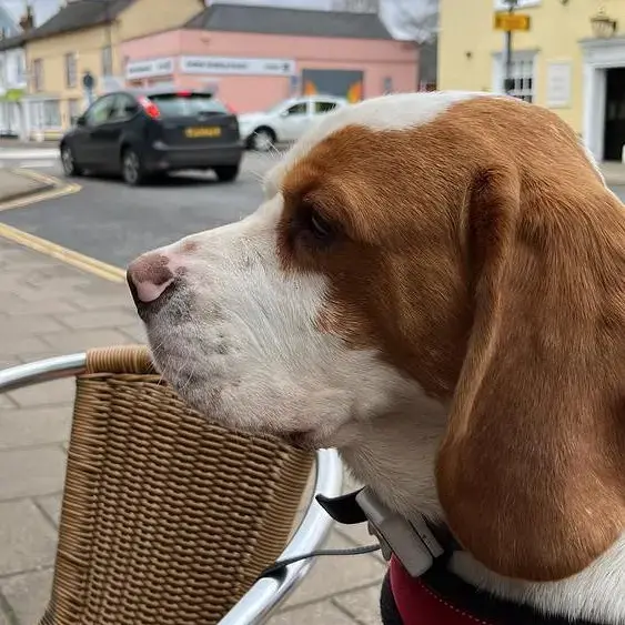 Beagle