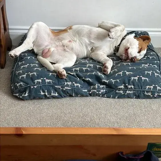 Beagle