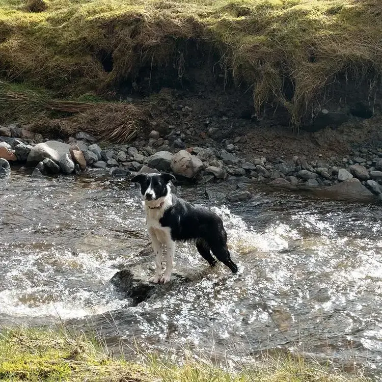 Border Collie