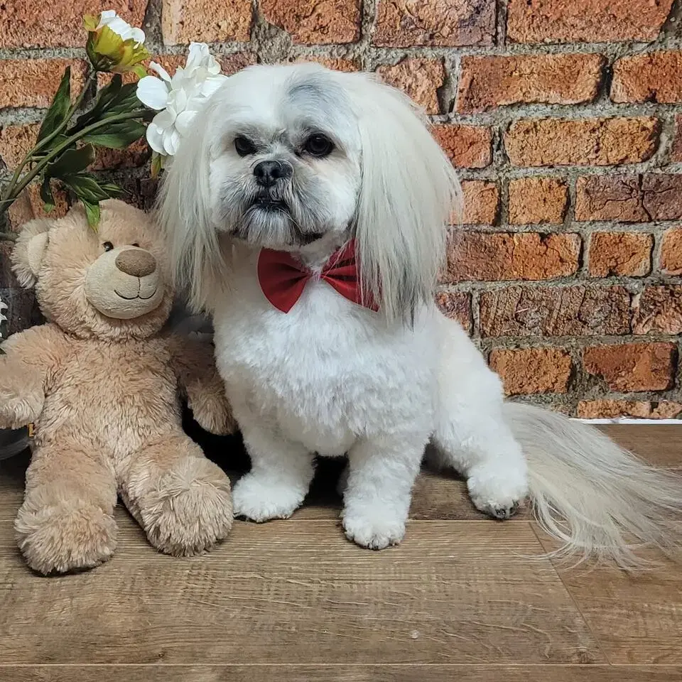 Lhasa Apso