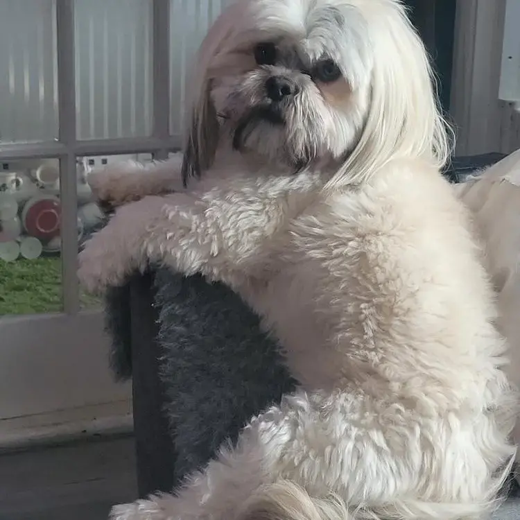 Lhasa Apso