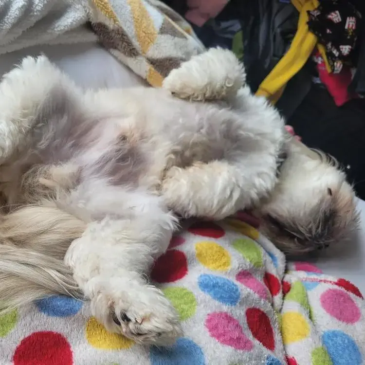 Lhasa Apso