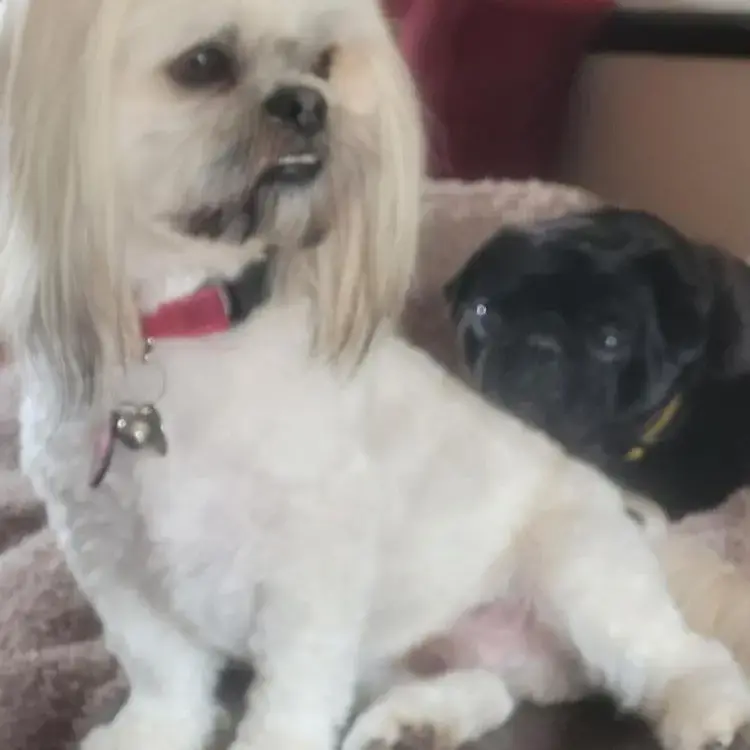 Lhasa Apso
