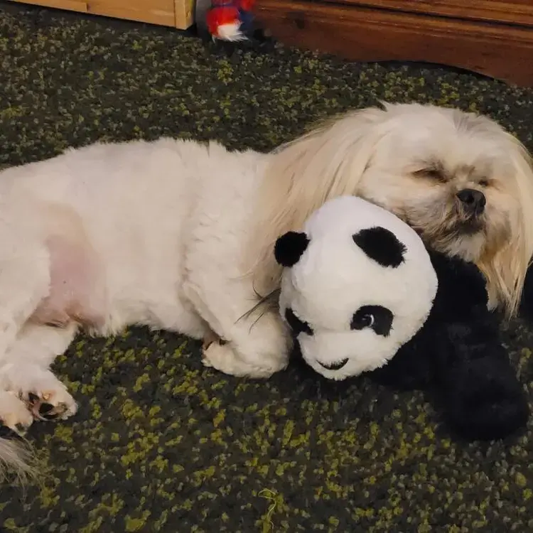 Lhasa Apso