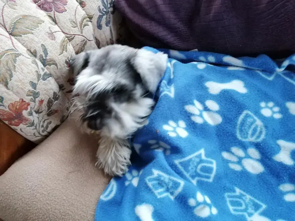 Schnauzer (Miniature)