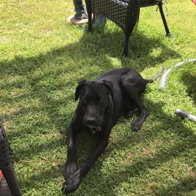 Labrador Retriever