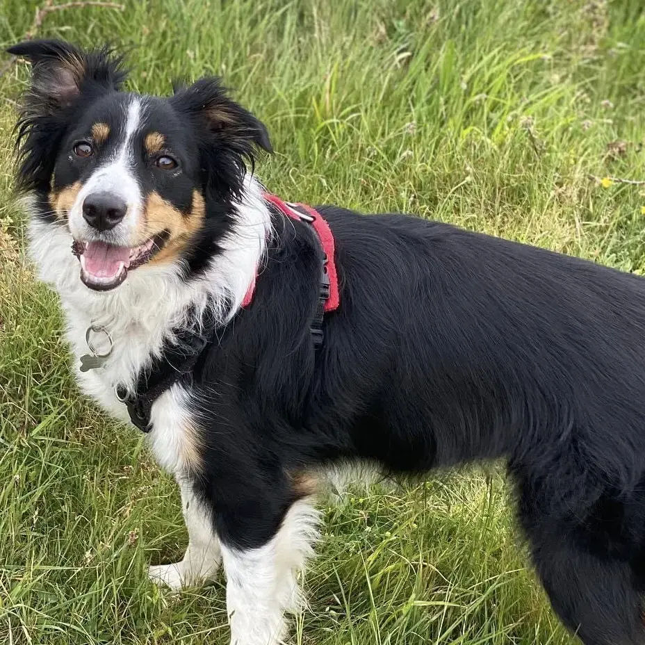 Border Collie