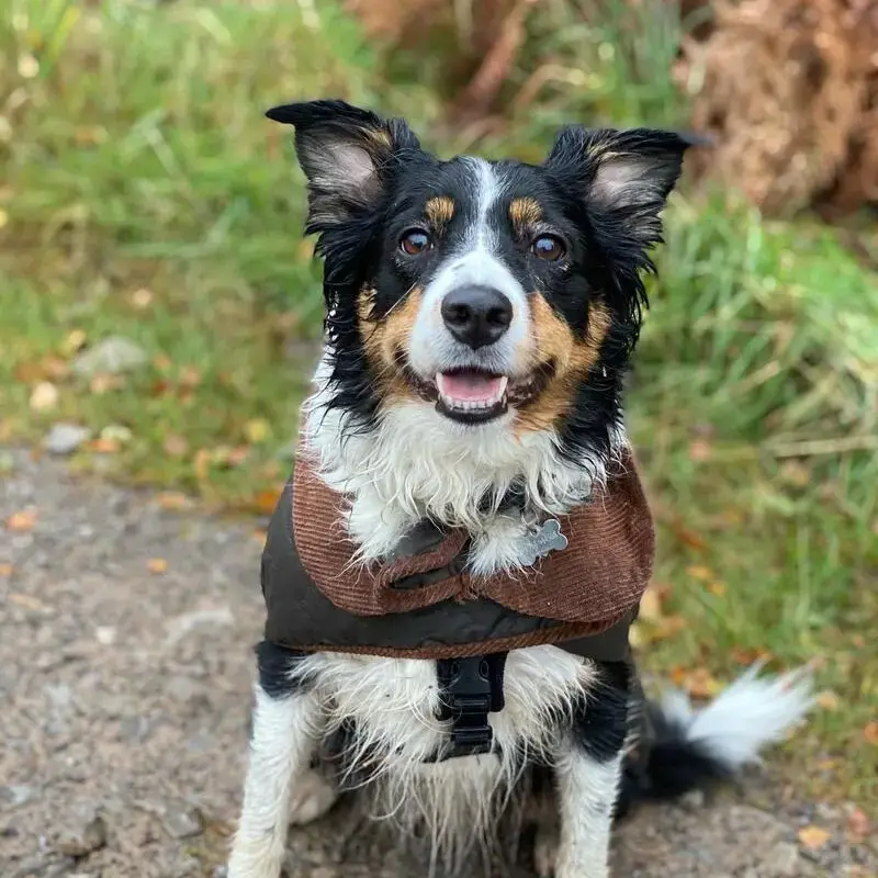 Border Collie