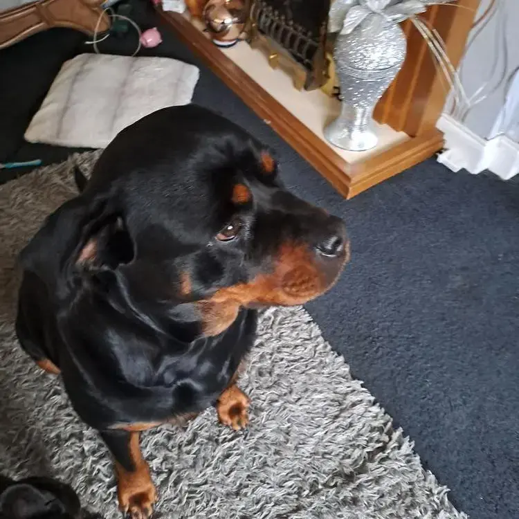 Rottweiler