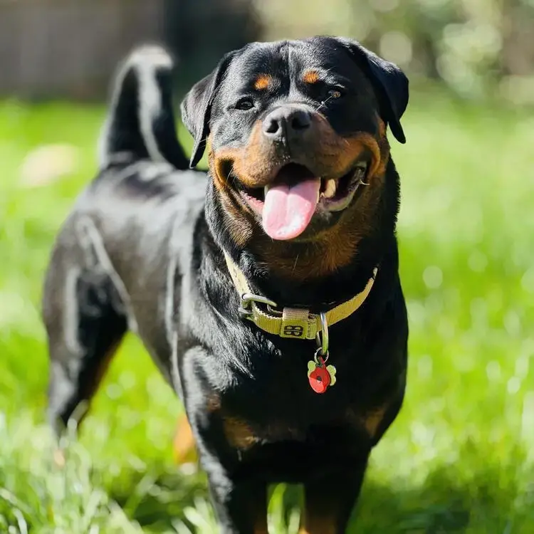 Rottweiler